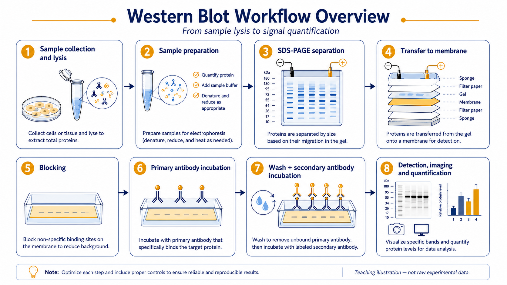 Western blot 八步流程总览